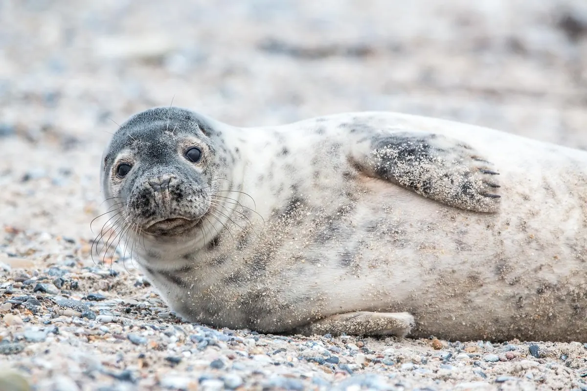 Common Mistakes in Seal Spotting (and How to Avoid Disturbing Wildlife)