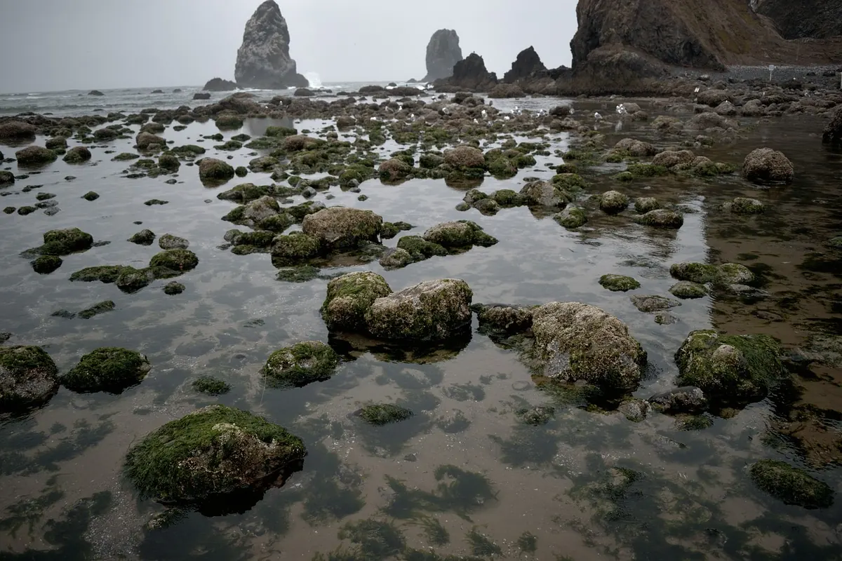 Spring vs Neap Tides: Which Days Are Best for Rock Pooling?